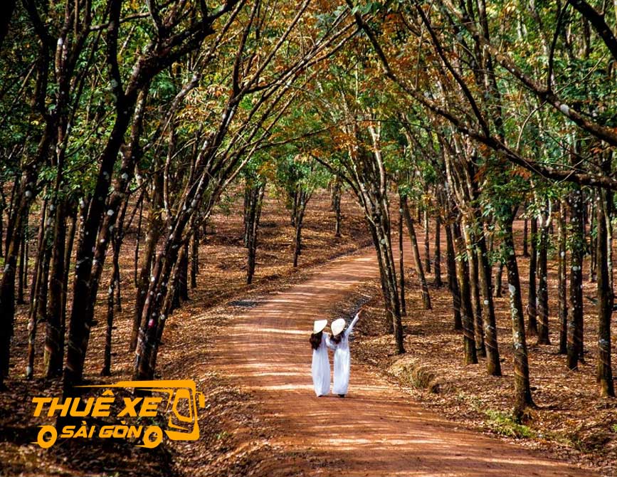 Vườn cao su mùa lá đỏ